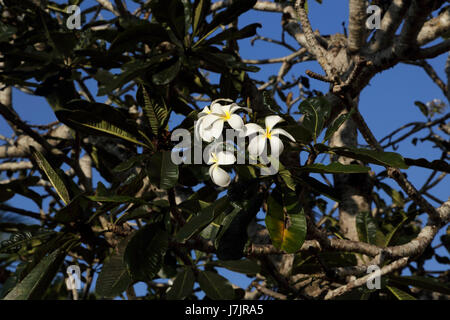 makulana temple pothubowa mawathagama north west province sri lanka Frangipani Flower Tree Stock Photo