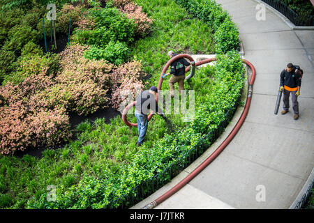 Workers pump mulch into the plantings at the entrance to an apartment building in in Chelsea in New York on Tuesday, May 23, 2017. (© Richard B. Levine) Stock Photo