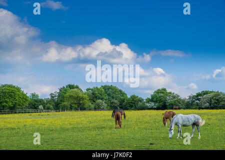 Horses Grazing in Woodgate Valley Country Park Stock Photo