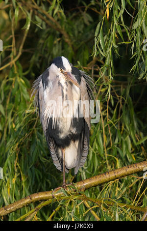 Grey Heron (Ardea cinerea) perched in a Weeping Willow (Salix babylonica) tree Stock Photo