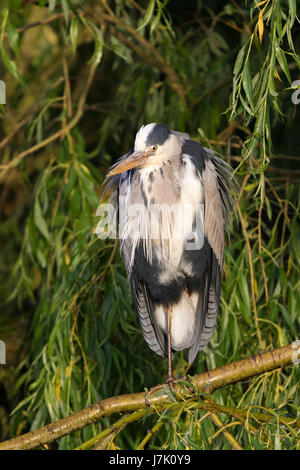 Grey Heron (Ardea cinerea) perched in a Weeping Willow (Salix babylonica) tree Stock Photo