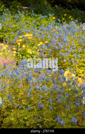 Compressed perspective shot of stands of the ferny foliaged blue perennial, Corydalis elata x flexuosa 'Tory MP' Stock Photo