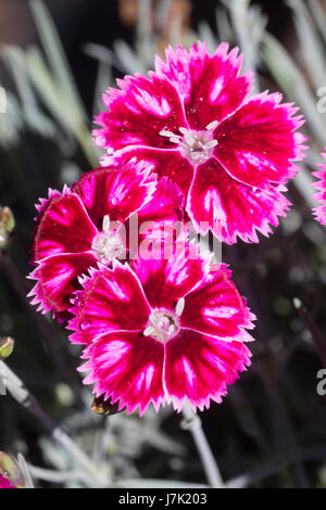 Bright red and pink flowers of the compact garden pink, Dianthus 'Supernova', a long flowering, fragrant variety Stock Photo