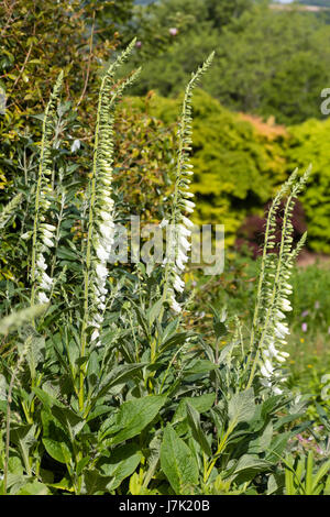 Upright stems hung with white flowers of the selected form of the foxglove, Digitalis purpurea 'Alba' Stock Photo
