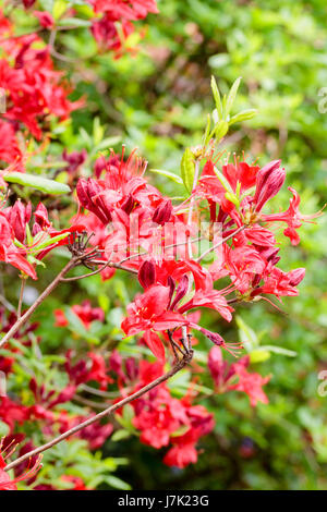 Vivid red flowers of the hardy deciduous azalea, Rhododendron 'Knap Hill Red' Stock Photo