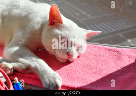 A white cat taking a nap in the sunlight by a window on a pink blanket. Stock Photo