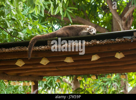 Female white nosed coati sleeping on the roof Stock Photo