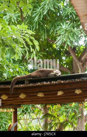 White nosed coati sleeping on the roof in the tropical rainforest Stock Photo