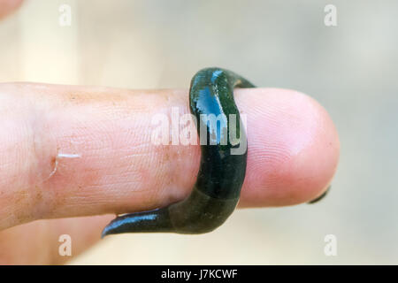 Horse leech (Haemopis sanguisuga) on finger. Large greenish leech in the family Hirudidae on man's hand Stock Photo