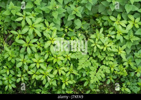 Indian balsam (Impatiens glandulifera) vegetative growth. Invasive plant growing on British nature reserve, in family Balsaminaceae