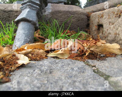 Leaves in Stockholm Stock Photo