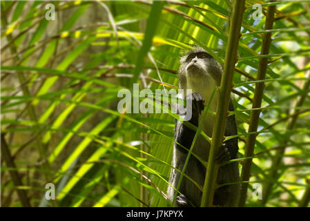 Sykes monkey in Jozani forest, Zanzibar, Tanzania - latin name: Cercopithecus albogularis Stock Photo