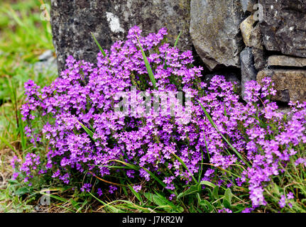 Fairy Foxglove, starflower (Erinus alpinus) - native flowers in Ireland, Europe Stock Photo