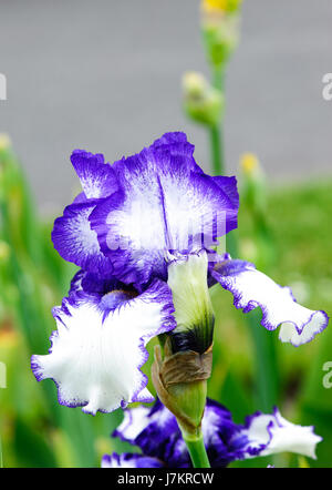 Beautiful blossom blue and white tall bearded iris flowers Stock Photo