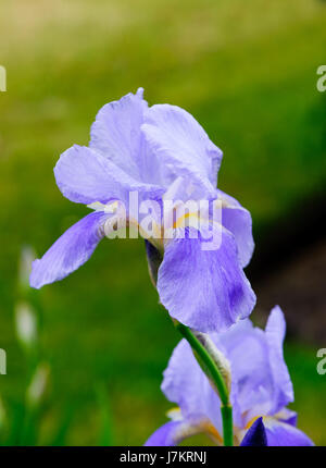 Beautiful blossom Iris flowers in the garden Stock Photo