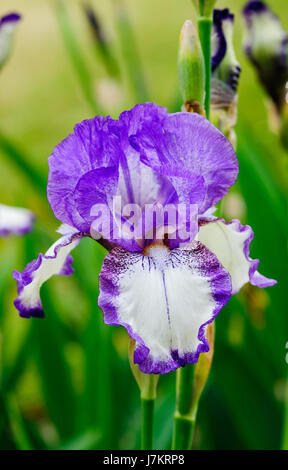 Beautiful blossom Iris Dancers Veil flowers in the garden Stock Photo