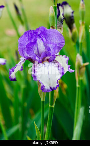 Beautiful blossom Iris Dancers Veil flowers in the garden Stock Photo
