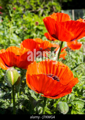Bright red flowers of an Oriental Poppy (Papaver orientale) in a typical garden setting. Stock Photo