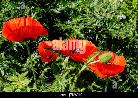 Bright red flowers of an Oriental Poppy (Papaver orientale) in a typical garden setting. Stock Photo
