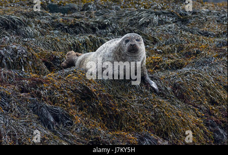 Common Seals off the Isle of Coll Scotland Stock Photo