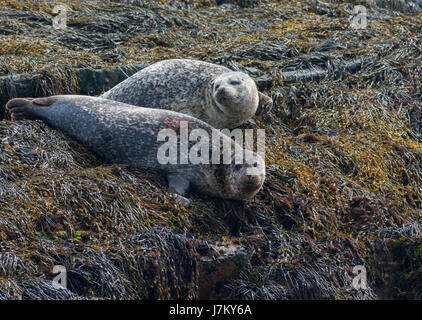 Common Seals off the Isle of Coll Scotland Stock Photo