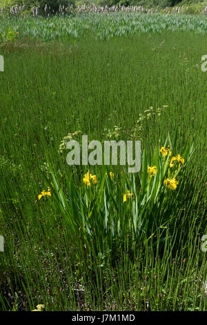 Flag Iris surrounded by Water Horsetail Stock Photo