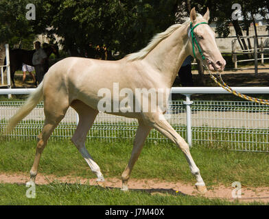 Portrait of akhal-teke horse in hippodrome Pyatigorsk,Northern Caucasus. Stock Photo
