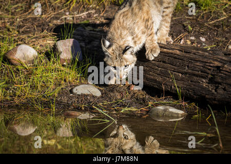 lynx rufus / Bobcat Stock Photo