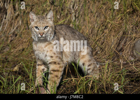 lynx rufus / Bobcat Stock Photo