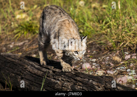 lynx rufus / Bobcat Stock Photo