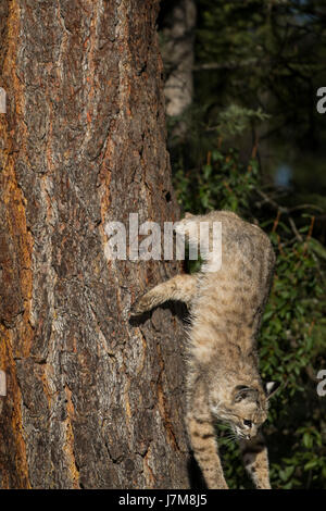 lynx rufus / Bobcat Stock Photo