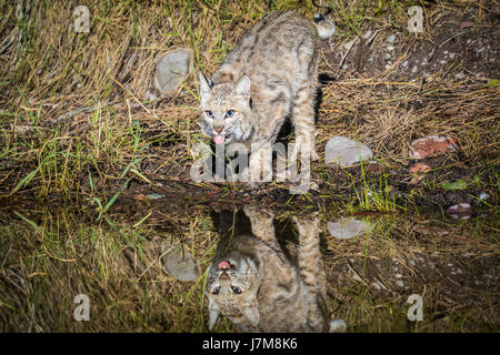 lynx rufus / Bobcat Stock Photo