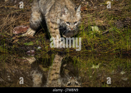 lynx rufus / Bobcat Stock Photo