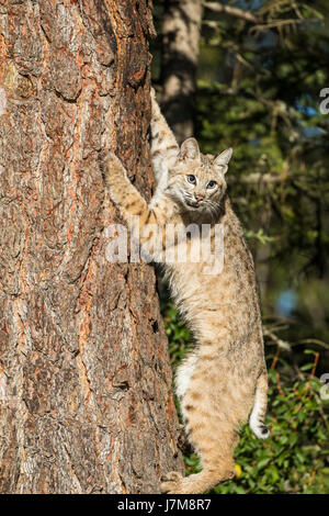 lynx rufus / Bobcat Stock Photo