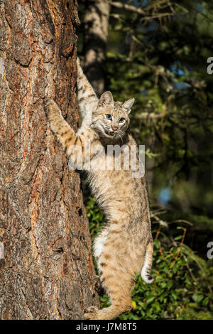 lynx rufus / Bobcat Stock Photo