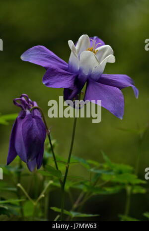 Aquilegia Spring Magic Blue and White (Columbine Stock Photo - Alamy