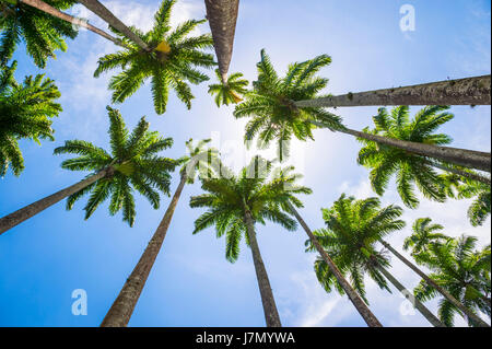 Tall royal palm trees line up against bright blue tropical sky in Rio de Janeiro, Brazil Stock Photo