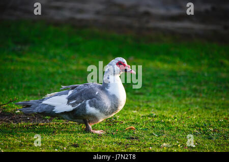 Portrait of Muscovy Duck Cairina Moschata walking on grass Stock Photo