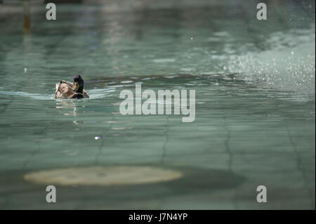 London, UK. 25th May 2017. Commuters and tourists enjoy hot sunshine and high temperatures this morning. A Mallard duck cools down in a Trafalgar Square fountain. Credit: Malcolm Park editorial/Alamy Live News. Stock Photo