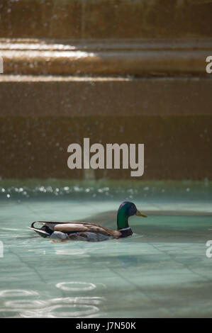 London, UK. 25th May 2017. Commuters and tourists enjoy hot sunshine and high temperatures this morning. A Mallard duck cools down in a Trafalgar Square fountain. Credit: Malcolm Park editorial/Alamy Live News. Stock Photo