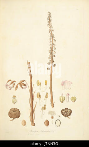 5 Pterospora andromedea   John Lindley   Collectanea botanica (1821) Stock Photo