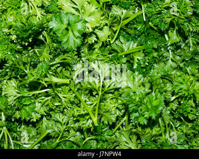 Parsley or garden parsley (Petroselinum crispum) is a species of flowering plant in the family Apiaceae. Stock Photo