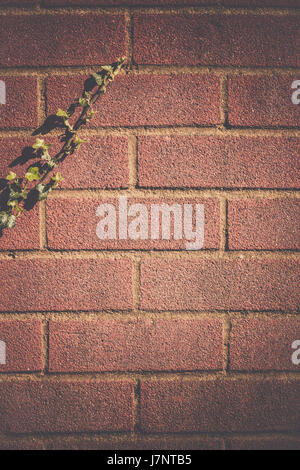 Green ivy climbing on the old house brick wall Stock Photo