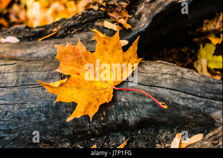 yellow maple leaf lying on a log Stock Photo