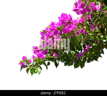 Blooming bougainvillea  isolated on white background Stock Photo