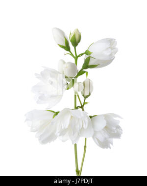 Jasmine's (Philadelphus) flowers isolated on white background. Stock Photo