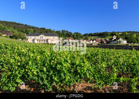 France, Cote d'Or, Burgundy region, Volnay, the village the vineyard and Pousse d'Or domain Stock Photo