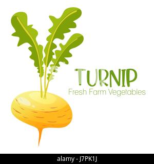 Vector turnip isolated on white background.Vegetable illustration for farm market menu. Healthy food design poster. Cartoon style vector illustration Stock Vector