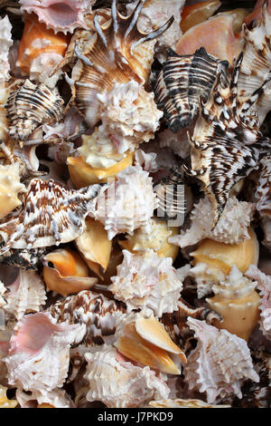 Tropical Sea Shells Stock Photo