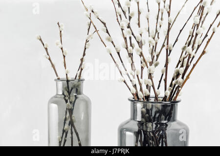 willow branches in glass vases on a wooden gray table-top. selective focus Stock Photo